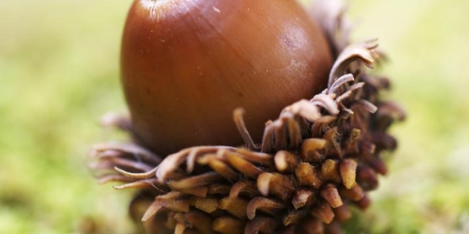 خواص دارویی بلوط