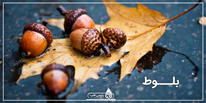 بلوط - پارسی طب