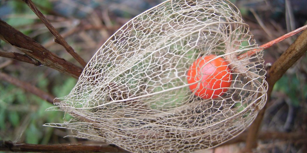 گیاه عروسک پشت پرده (Physalis alkekengi) پارسی طب گیاه عروسک پشت پرده (Physalis alkekengi) پارسی طب