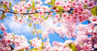cherry-blossom-spring فصل بهار
