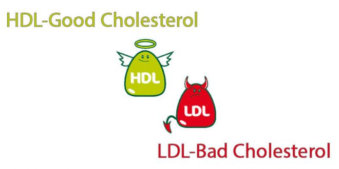 hdl - ldl - cholesterol