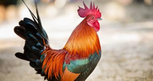 rooster-fusion سرد کنندهای جنسی مردان