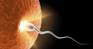 گیاهان و راههای طبیعی افزایش اسپرم