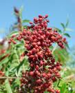 خواص سماق (Sumac)