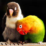 love-birds1