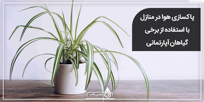 پاکسازی هوا در منازل با استفاده از برخی گیاهان آپارتمانی