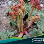 داروهای گیاهی در افغانستان