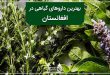 بهترین داروهای گیاهی در افغانستان