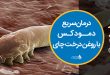 درمان سریع دمودکس با روغن درخت چای