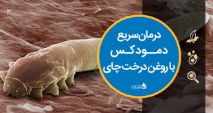 درمان سریع دمودکس با روغن درخت چای